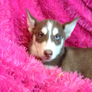 Siberian Husky Puppy Aron