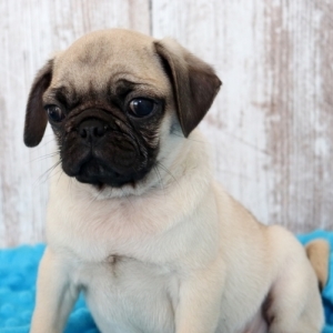 gray pug puppies