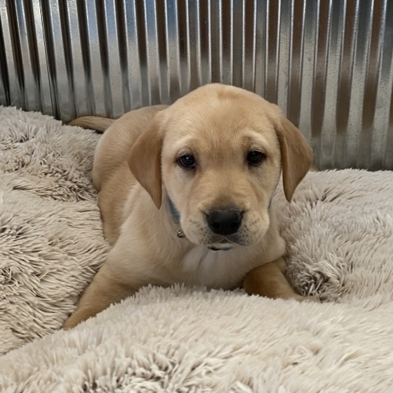 22 Fox Red Labrador Puppies For Sale Near Me Collection