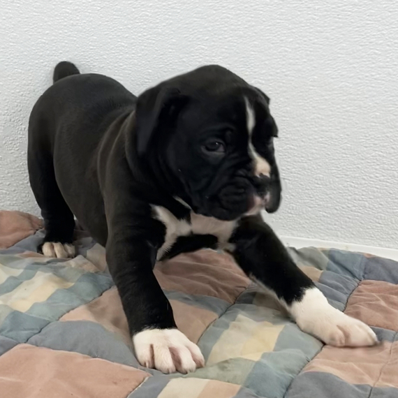 35 Boxer Dog In Tuxedo Picture Bleumoonproductions