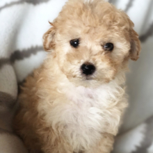 maltipoo kaina