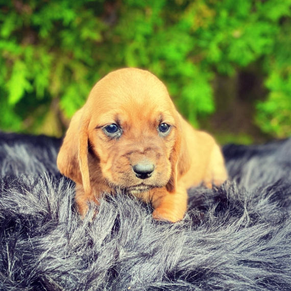 beautiful basset hounds