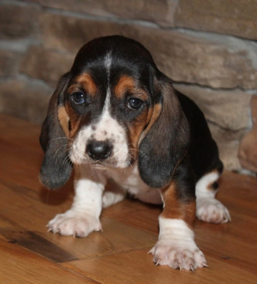Sugar, a Black Tan & White Female Basset Hound Puppy 664072 PuppySpot Sugar, a Black Tan & White Female Basset Hound Puppy 664072 PuppySpot