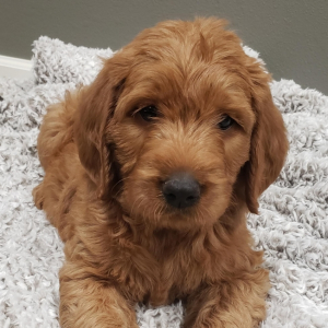 Eve A Red Female Labradoodle Puppy Puppyspot