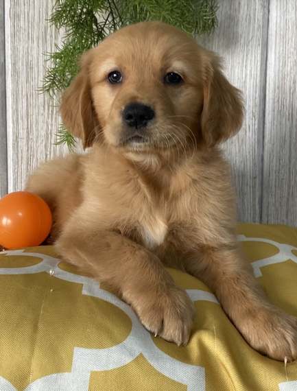 Denver A Dark Golden Male Golden Retriever Puppy 671422 Puppyspot