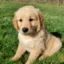 Buddy A Golden Male Golden Retriever Puppy 672032 Puppyspot