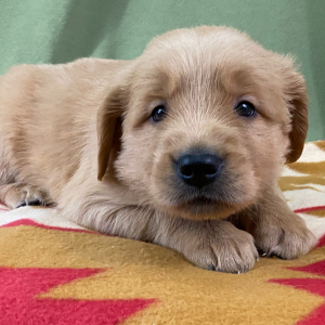 Golden Retriever Puppy Hillary