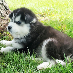 Pedro A Black White Male Siberian Husky Puppy 675922 Puppyspot