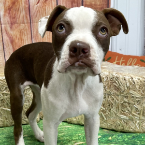 Boston Terrier Puppy Gideon