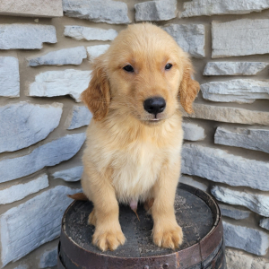 Golden Retriever Puppy Cody