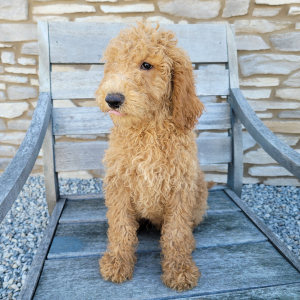 Goldendoodle Puppy Jett
