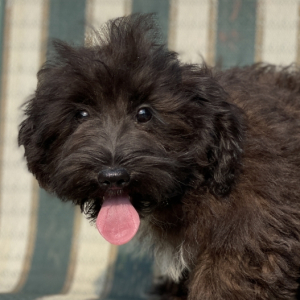 Havanese Puppy Carter