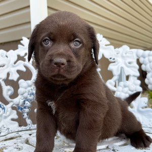 Labrador Retriever Puppy Tillie