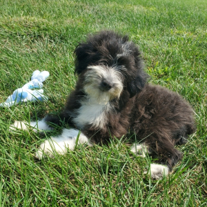 Aussiedoodle Puppy Cash