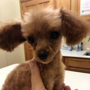 Poodle Puppy Penny