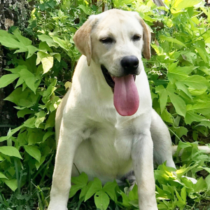 Labrador Retriever Puppy Billy