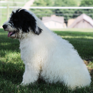 Portuguese Water Dog Puppy Rocky
