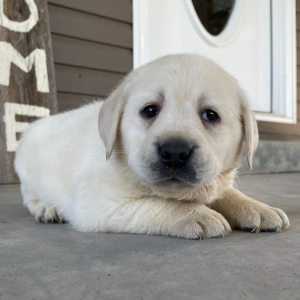 Labrador Retriever Puppy Violet