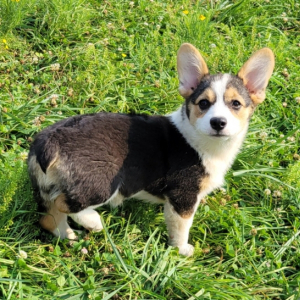 Pembroke Welsh Corgi Puppy Dina
