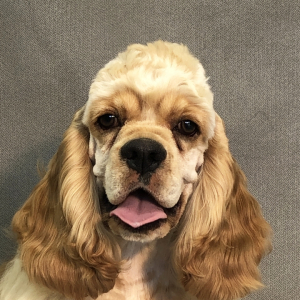 Cocker Spaniel Puppy Samson