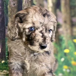 Cockapoo Puppy Lucchese