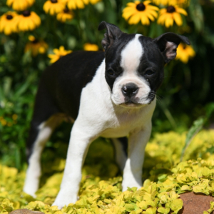 Boston Terrier Puppy Lyra