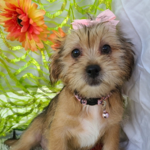 Shorkie Puppy Koda