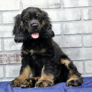 Cocker Spaniel Puppy Honor