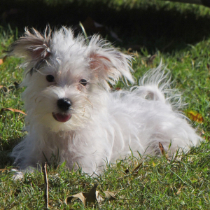 Morkie Puppy Rounder