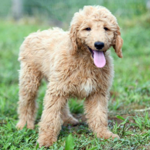 Goldendoodle Puppy Jess