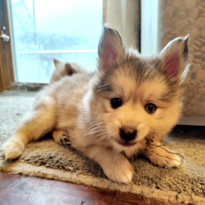 Pomsky Puppy Scout