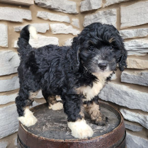 Bernedoodle Puppy Daisey