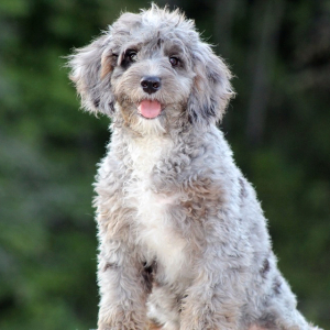 Bernedoodle Puppy Colby