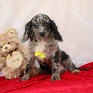 Cavapoo Puppy Joas