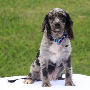 Cavapoo Puppy Joas
