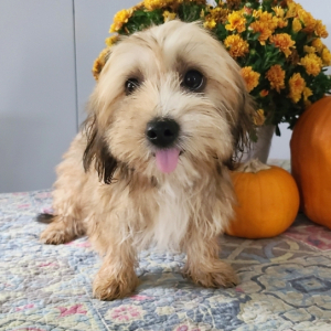 Shorkie Puppy Helen