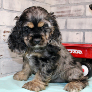 Cocker Spaniel Puppy Case