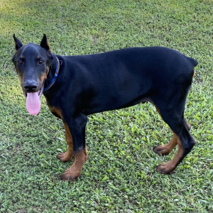 Doberman Pinscher Puppy Talon