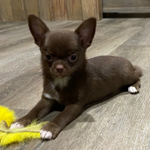Chihuahua Puppy Jax
