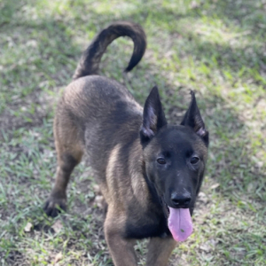 Belgian Malinois Puppy Diesel