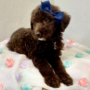 Labradoodle Puppy Mercy