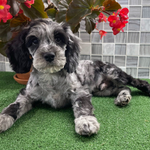 Cockapoo Puppy Vincent