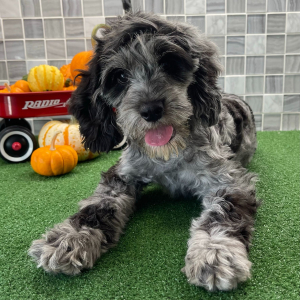 Cockapoo Puppy Vincent
