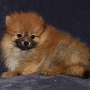 Pomeranian Puppy Paul