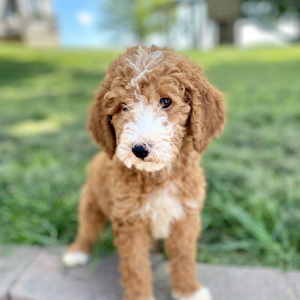 Goldendoodle Puppy Prince