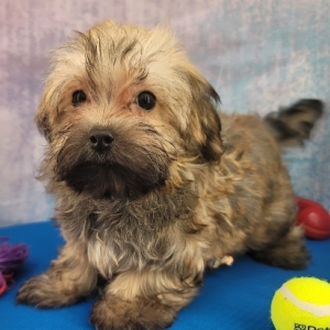 Havanese Puppy Axel