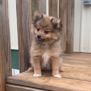 Pomeranian Puppy Rochelle