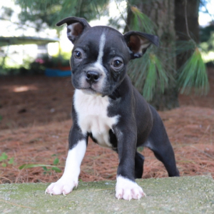 Boston Terrier Puppy Kendra