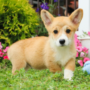 Pembroke Welsh Corgi Puppy Cammie