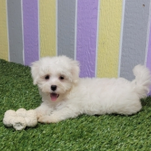 Maltese Puppy Joey